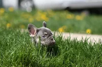 Gary, a male French Bulldog for sale in Chicago, IL – 7 of 10