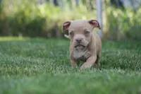 Kylie, a female American Bully for sale in Chicago, IL – 6 of 9