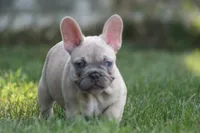 Mongo, a male French Bulldog for sale in Chicago, IL – 4 of 10