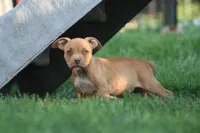 Ronnie , a male American Bully for sale in Chicago, IL – 7 of 10