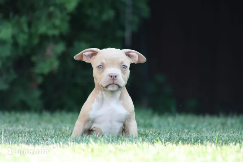 Kylie – American Bully puppy for sale in Chicago, IL