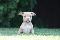 Kylie, a female American Bully for sale in Chicago, IL – 1 of 9