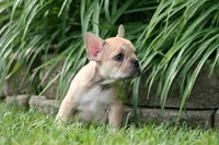 Cinderella, a female French Bulldog for sale in Chicago, IL – 9 of 10