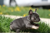 Harry, a male French Bulldog for sale in Chicago, IL – 9 of 10