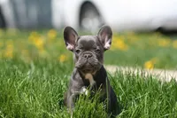 Barry, a male French Bulldog for sale in Chicago, IL – 7 of 9