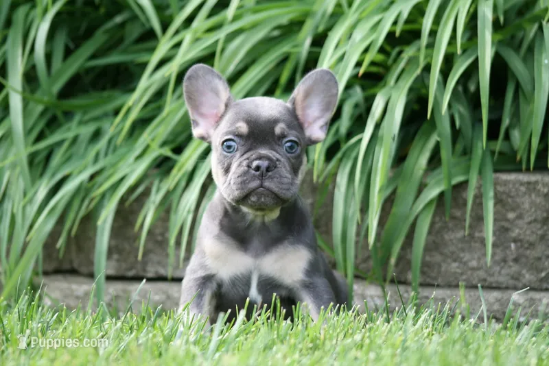 Merlin – French Bulldog puppy for sale in Chicago, IL