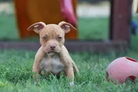 Ronnie , a male American Bully for sale in Chicago, IL – 4 of 10