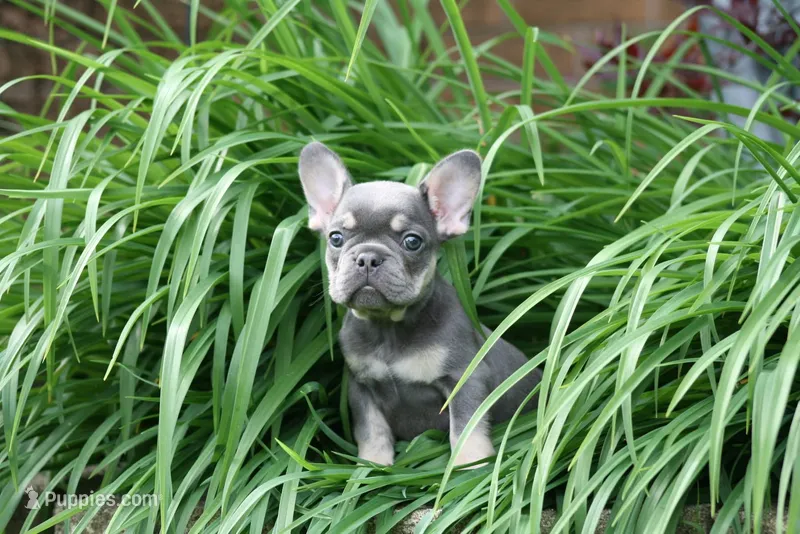 Rapunzel – French Bulldog puppy for sale in Chicago, IL