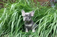 Rapunzel, a female French Bulldog for sale in Chicago, IL – 1 of 10