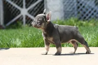 Jerry, a male French Bulldog for sale in Chicago, IL – 9 of 10