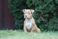 Kendall, a female American Bully for sale in Chicago, IL – 4 of 9
