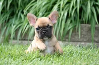 Belle, a female French Bulldog for sale in Chicago, IL – 2 of 6