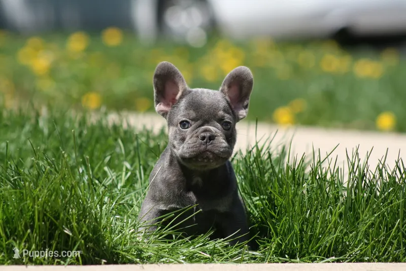 Jerry – French Bulldog puppy for sale in Chicago, IL