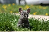Jerry, a male French Bulldog for sale in Chicago, IL – 1 of 10