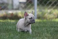 Marilyn , a female French Bulldog for sale in Chicago, IL – 3 of 10