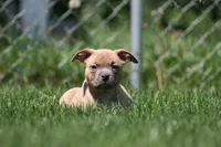 Cain, a male American Bully for sale in Chicago, IL – 5 of 8