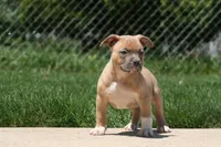 Cain, a male American Bully for sale in Chicago, IL – 1 of 8
