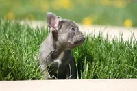 Larry, a male French Bulldog for sale in Chicago, IL – 3 of 10