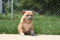 Cain, a male American Bully for sale in Chicago, IL – 4 of 8