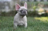 Macho, a male French Bulldog for sale in Chicago, IL – 5 of 10