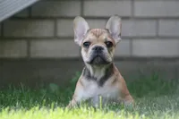 Cinderella, a female French Bulldog for sale in Chicago, IL – 3 of 8