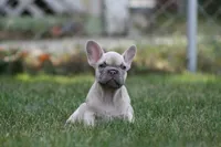 Marilyn , a female French Bulldog for sale in Chicago, IL – 4 of 10