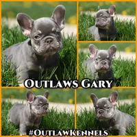 Gary, a male French Bulldog for sale in Chicago, IL – 10 of 10