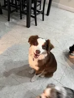 Thor, a male Australian Shepherd for sale in Belleview, FL – Photo 3 of 4