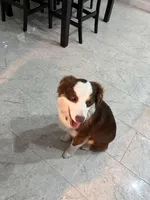 Thor, a male Australian Shepherd for sale in Belleview, FL – Photo 4 of 4