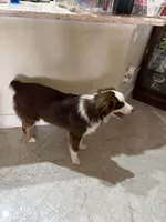 Thor, a male Australian Shepherd for sale in Belleview, FL – Photo 2 of 4