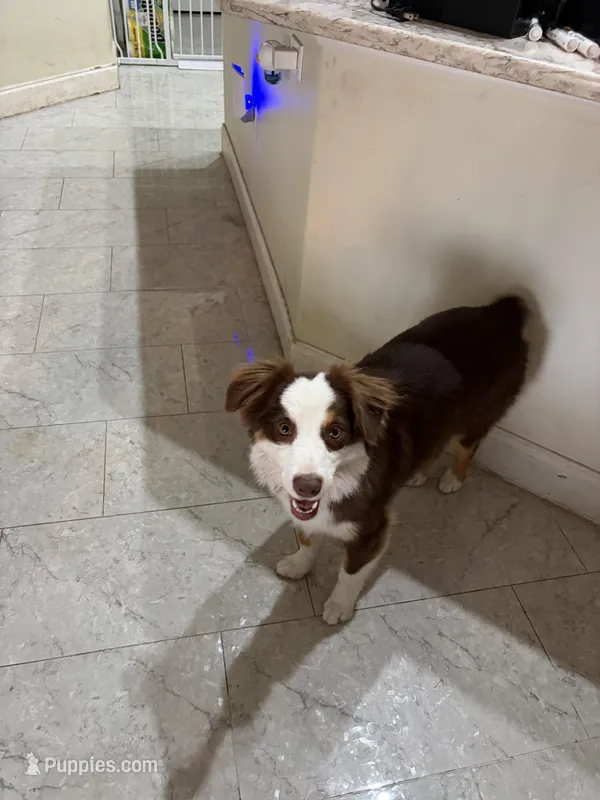 Thor – Australian Shepherd puppy for sale in Belleview, FL