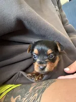 Spiderman, a male Yorkshire Terrier for sale in Joplin, MO – 1 of 2