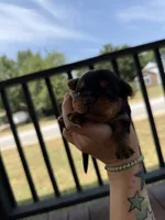 Yorkie puppies , a female Yorkshire Terrier for sale in Joplin, MO – 8 of 10