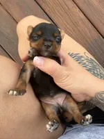 Yorkie puppies , a female Yorkshire Terrier for sale in Joplin, MO – 5 of 10
