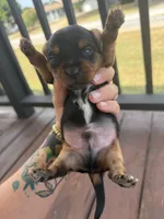 Yorkie puppies , a female Yorkshire Terrier for sale in Joplin, MO – 6 of 10