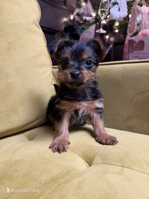 Spiderman – Yorkshire Terrier puppy for sale in Joplin, MO