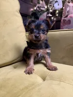 Spiderman, a male Yorkshire Terrier for sale in Joplin, MO – 7 of 7