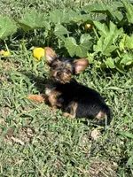 Spiderman, a male Yorkshire Terrier for sale in Joplin, MO – 2 of 7