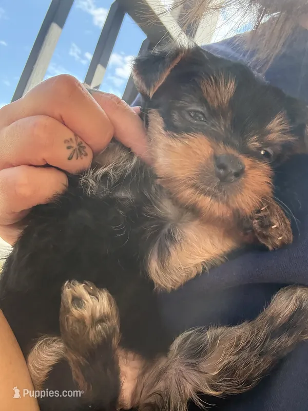 Flower – Yorkshire Terrier puppy for sale in Joplin, MO