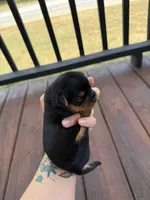 Yorkie puppies , a female Yorkshire Terrier for sale in Joplin, MO – 4 of 10