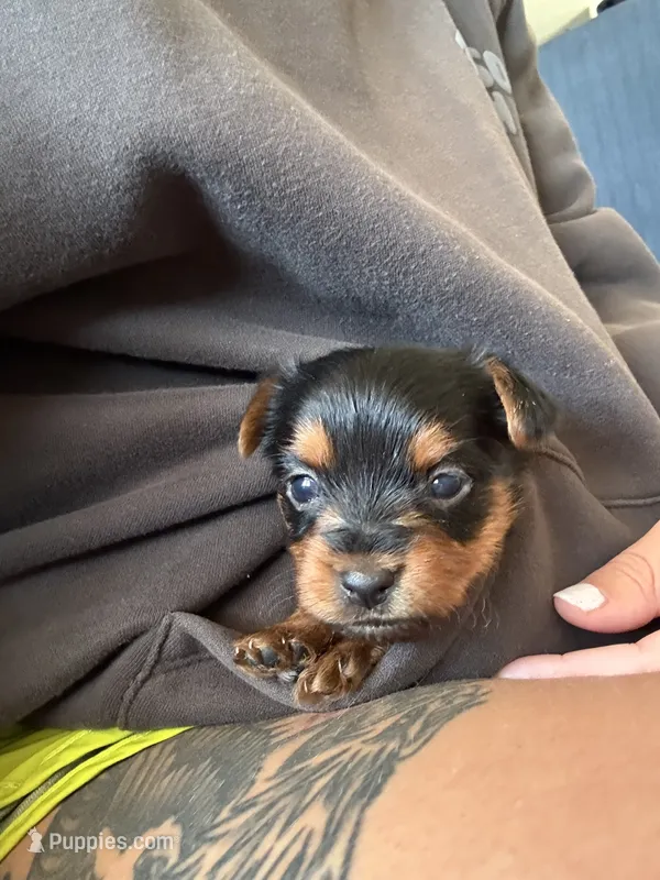 Yorkie puppies  – Yorkshire Terrier puppy for sale in Joplin, MO