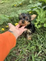 Flower, a female Yorkshire Terrier for sale in Joplin, MO – 2 of 9