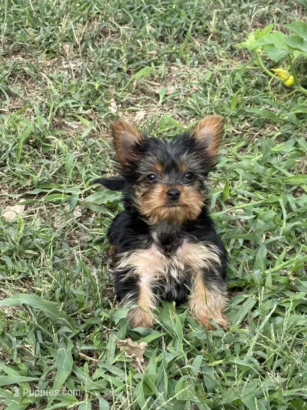 Flower – Yorkshire Terrier puppy for sale in Joplin, MO
