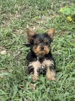 Flower, a female Yorkshire Terrier for sale in Joplin, MO – 1 of 9