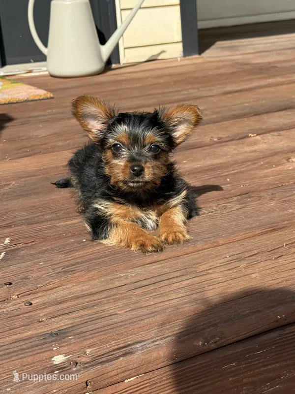 Spiderman – Yorkshire Terrier puppy for sale in Joplin, MO
