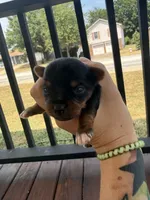 Yorkie puppies , a female Yorkshire Terrier for sale in Joplin, MO – 7 of 10