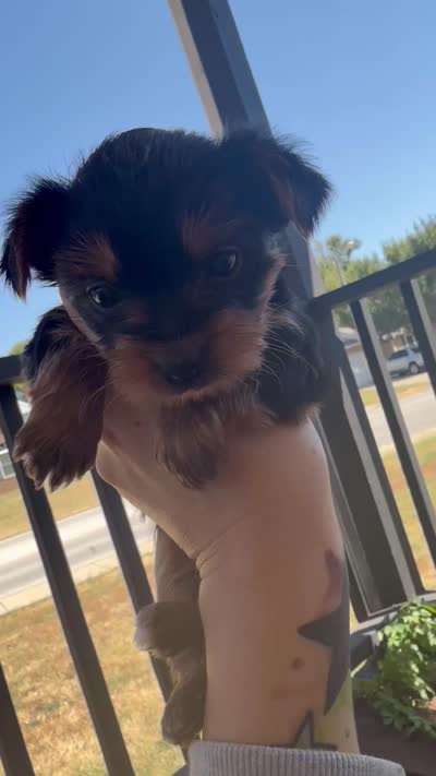 Flower, a female Yorkshire Terrier for sale in Joplin, MO – 2 of 2