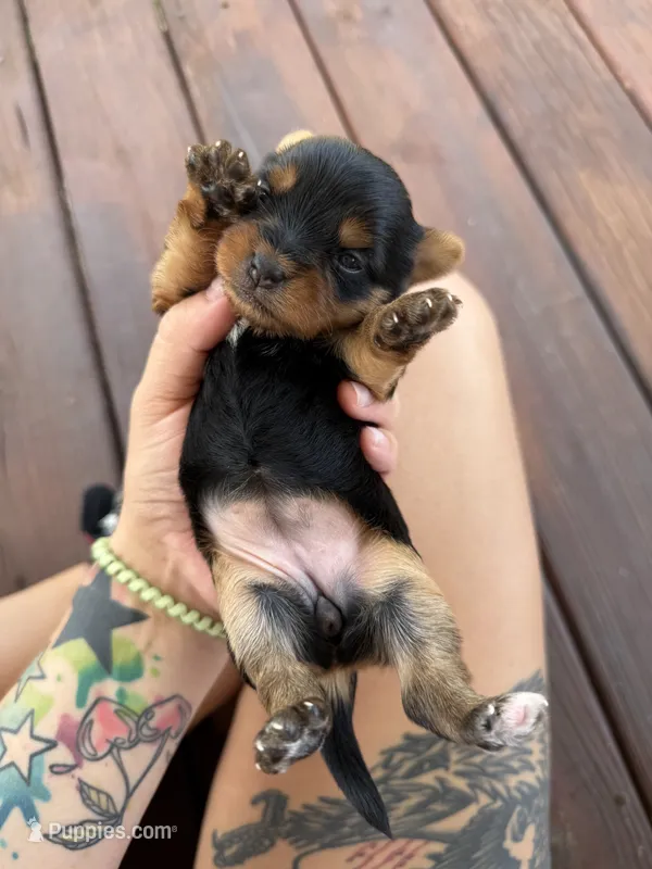 Yorkie puppies  – Yorkshire Terrier puppy for sale in Joplin, MO