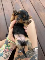 Yorkie puppies , a female Yorkshire Terrier for sale in Joplin, MO – 1 of 10