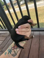 Yorkie puppies , a female Yorkshire Terrier for sale in Joplin, MO – 9 of 10